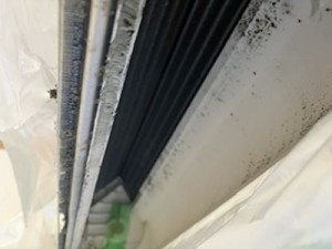 image260621_1-2